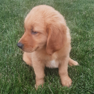 Golden Retriever Puppy Eddie