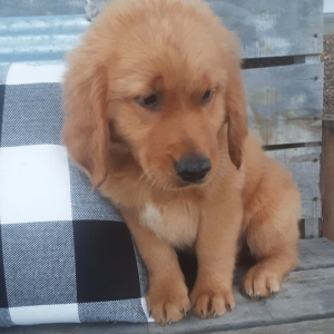 Golden Retriever Puppy Eddie