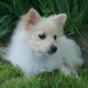 Pomeranian Puppy Fozzie