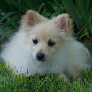 Pomeranian Puppy Fozzie