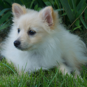 Pomeranian Puppy Fozzie