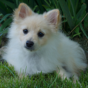 Pomeranian Puppy Fozzie