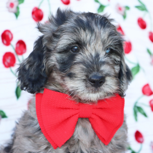 Goldendoodle Puppy Lucas