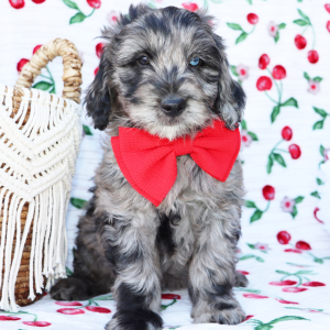 Goldendoodle Puppy Lucas