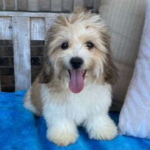 Shihpoo Puppy Hershey