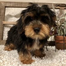 Yorkshire Terrier Puppy Larry