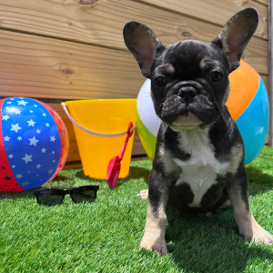 French Bulldog Puppy Void