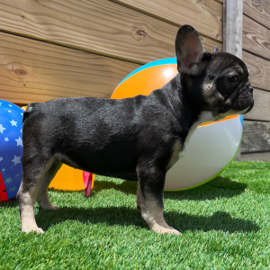 French Bulldog Puppy Void