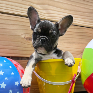 French Bulldog Puppy Void