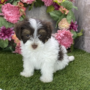 Havanese Puppy Buddy