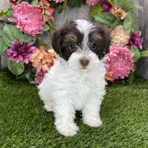 Havanese Puppy Buddy