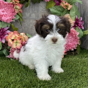 Havanese Puppy Buddy