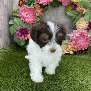 Havanese Puppy Buddy