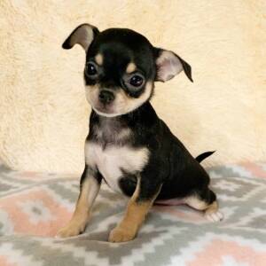 Chihuahua Puppy Gracie