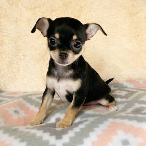 Chihuahua Puppy Gracie