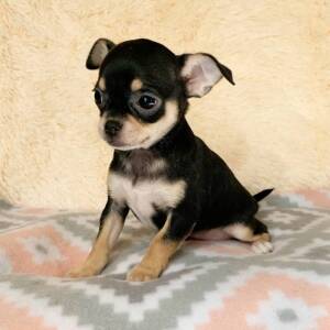 Chihuahua Puppy Gracie
