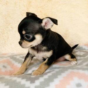 Chihuahua Puppy Gracie