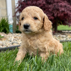 Goldendoodle Puppy Elvin