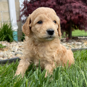 Goldendoodle Puppy Elvin