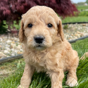 Goldendoodle Puppy Elvin