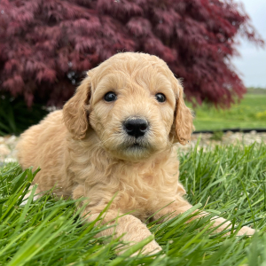 Goldendoodle Puppy Elvin