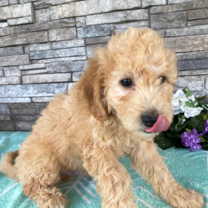 Goldendoodle Puppy Elvin