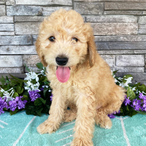 Goldendoodle Puppy Elvin