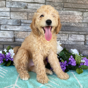 Goldendoodle Puppy Elvin