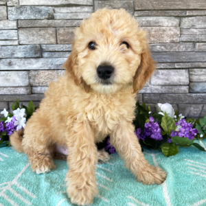 Goldendoodle Puppy Elvin