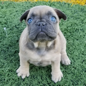 French Bulldog Puppy McCoy