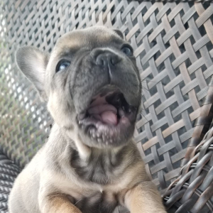 French Bulldog Puppy McCoy