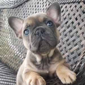 French Bulldog Puppy McCoy