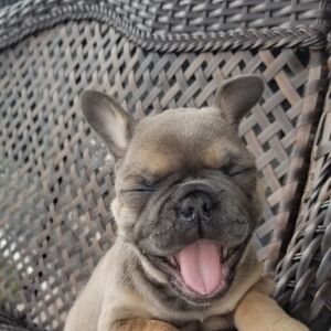 French Bulldog Puppy McCoy