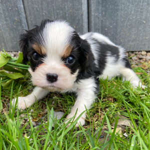 Cavalier King Charles Spaniel Puppy Tommy