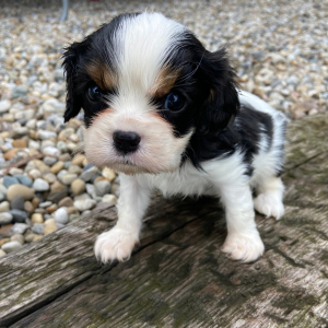 Cavalier King Charles Spaniel Puppy Tommy