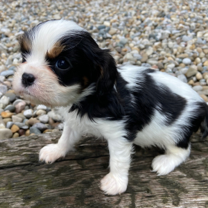 Cavalier King Charles Spaniel Puppy Tommy