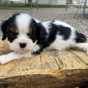 Cavalier King Charles Spaniel Puppy Tommy
