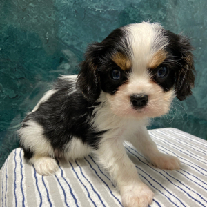 Cavalier King Charles Spaniel Puppy Tommy