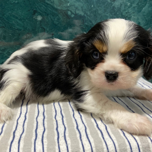 Cavalier King Charles Spaniel Puppy Tommy
