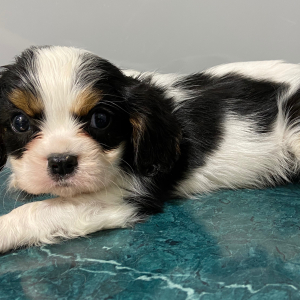 Cavalier King Charles Spaniel Puppy Tommy