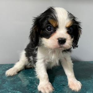 Cavalier King Charles Spaniel Puppy Tommy