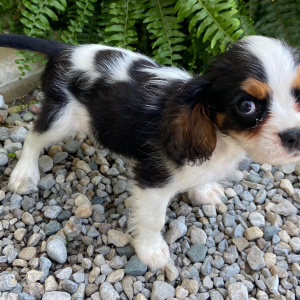 Cavalier King Charles Spaniel Puppy Tommy