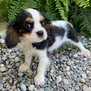 Cavalier King Charles Spaniel Puppy Tommy