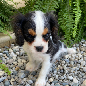 Cavalier King Charles Spaniel Puppy Tommy