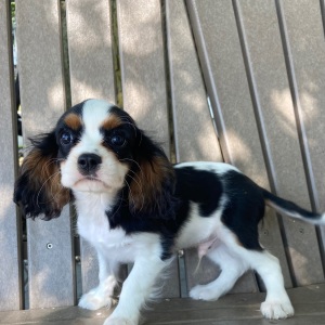 Cavalier King Charles Spaniel Puppy Tommy