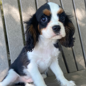 Cavalier King Charles Spaniel Puppy Tommy