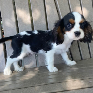 Cavalier King Charles Spaniel Puppy Tommy