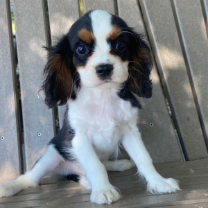 Cavalier King Charles Spaniel Puppy Tommy