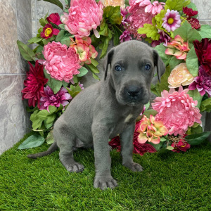 Great Dane Puppy Trina