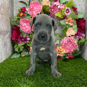 Great Dane Puppy Trina